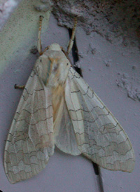 Banded Tussock